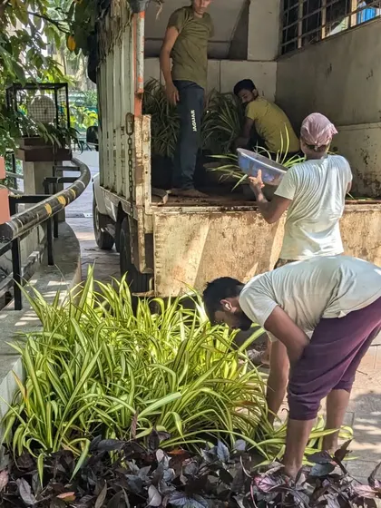 Our team unloads new Spider Plants and other ground cover from a truck, ready for on-site replanting.