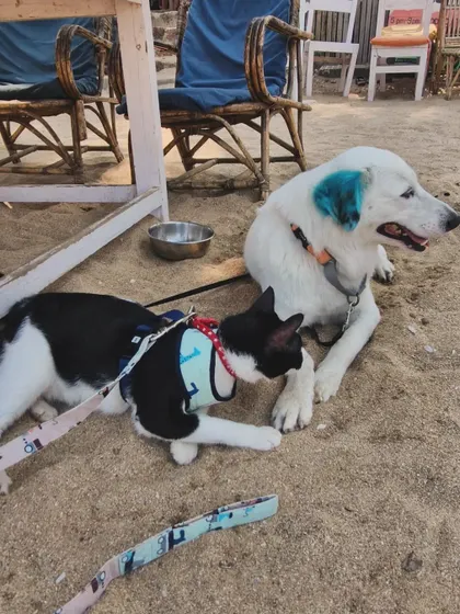 My two best friends, Aby the dog and Polo the cat, enjoying some downtime. Their bond proves that cats and dogs can be the best of siblings.