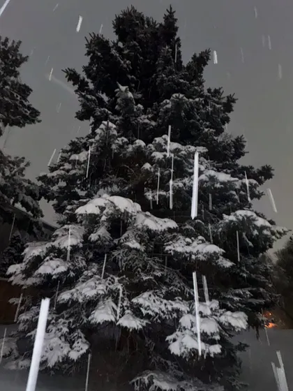 A beautiful shot of snow falling on a pine tree at night.