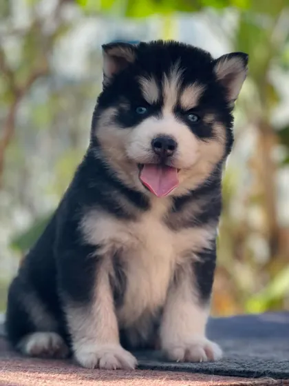 This blue-eyed Husky pup has a perfect sit and a happy expression. His coat is already showing the impressive volume of a woolly Husky.