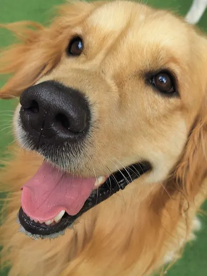 This Golden Retriever's smile is absolutely contagious. We get up close and personal to capture these moments of pure happiness.