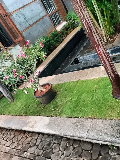 A modern garden design featuring a pebble stone walkway, a sleek water feature, and a potted desert rose plant next to the lawn.