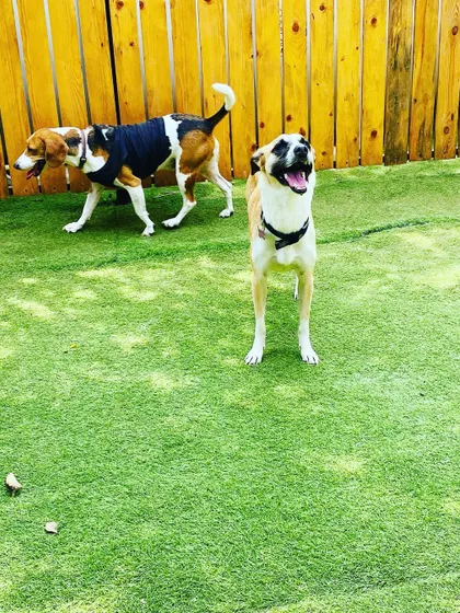 A happy Indie dog and a Beagle enjoying the open space. Our facility is designed to be a safe and stimulating environment for all our furry guests.