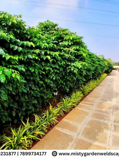 A beautiful stone pathway runs alongside a thick, vibrant green hedge, showcasing our expertise in creating structured and elegant garden walkways.