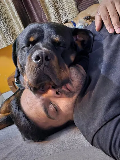 No personal space, and I love it. Cuddling with this big Rottweiler is the best part of my day.