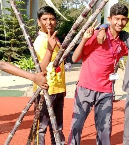 A group of boys joyfully poses with sugarcane stalks, a traditional element of the Makar Sankranti and Pongal celebrations.