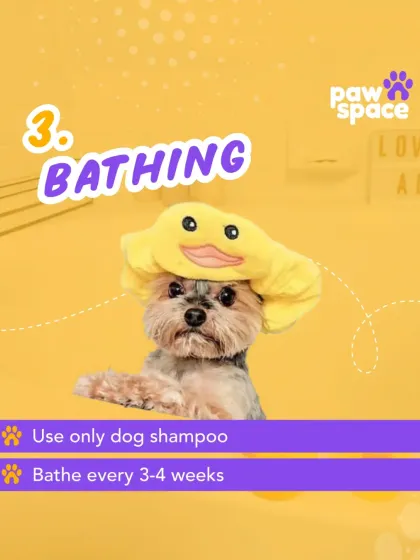 I use only professional-grade, dog-friendly shampoo for a deep and safe clean. A regular bath every 3-4 weeks is recommended to keep your pet's skin and coat healthy.