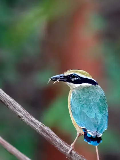An Indian Pitta, or 'Navrang', with an insect in its beak, photographed at Bhondsi Ashram, Gurugram.
