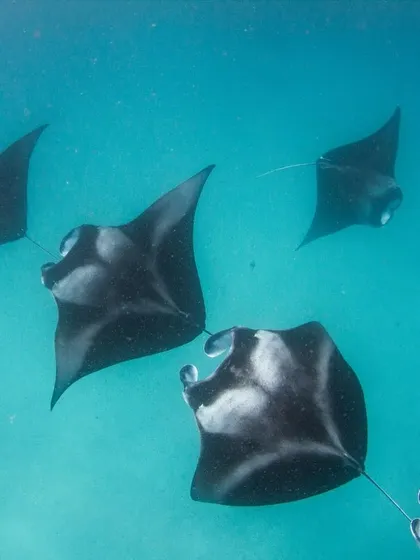 A large group of manta rays feeding in Hanifaru Bay. It's an underwater spectacle that you have to see to believe.