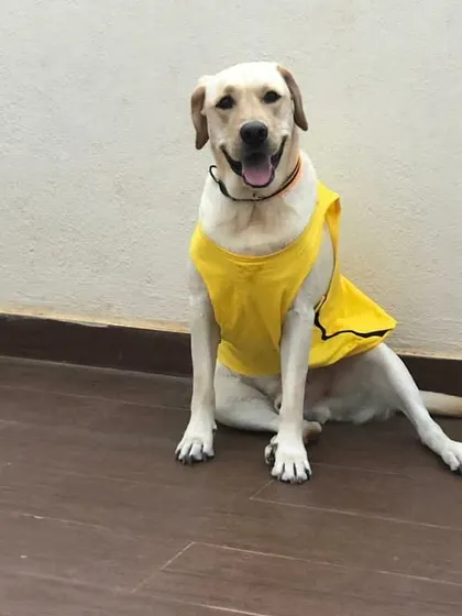 Comet, looking dapper in his yellow shirt. It's been a privilege to be part of his journey and watch him grow into such a handsome and happy dog.