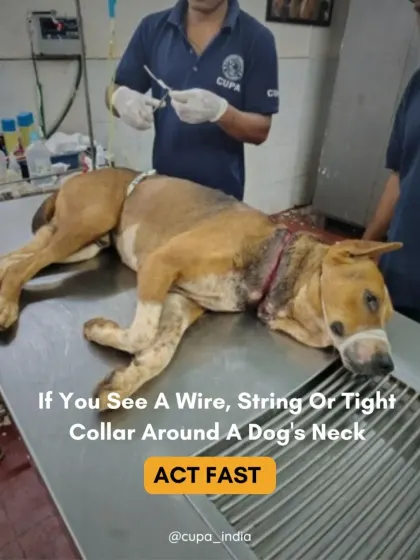 If you see an animal with a wire, string, or tight collar, please act fast. This dog is sedated on our operating table as our vet prepares to treat the injury.