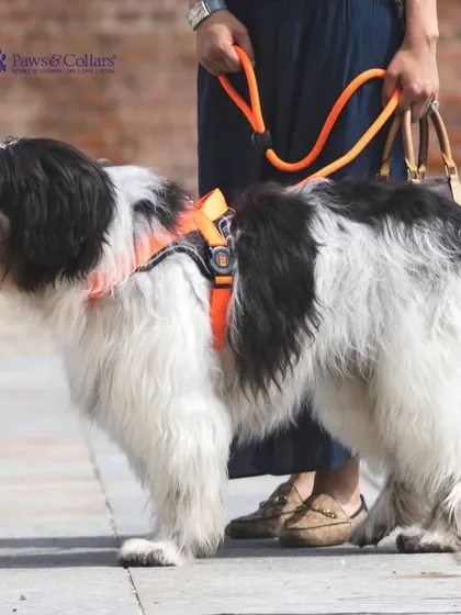 A dog enjoying a walk while equipped with the vibrant orange Memo Pet harness and leash. This image showcases the gear's comfortable fit and stylish design, perfect for daily outings and city adventures.