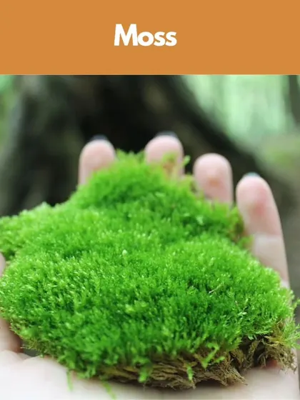 Moss is essential for creating that lush, forest-floor look in a closed terrarium. It adds a soft, velvety texture and helps maintain the humidity that tropical plants love.
