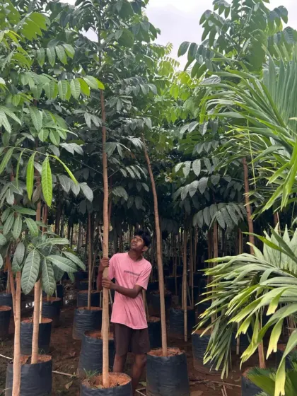 A variety of large trees and palms available in my nursery.
