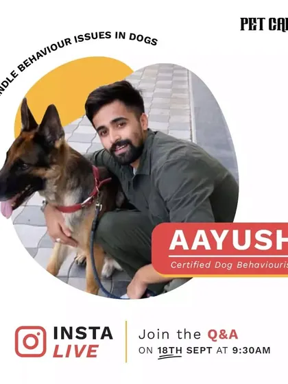 I believe in empowering pet parents with knowledge. By collaborating with certified experts like dog behaviourist Aayush for live Q&A sessions, I help you understand and manage common issues, strengthening the bond you share with your pet.
