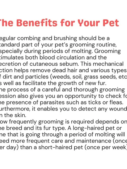 Regular combing and brushing stimulate blood circulation, remove dead hair, and allow you to check for parasites or wounds. The frequency depends on the breed, with long-haired pets needing daily care.
