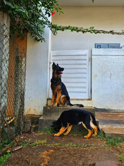 Duggu (sitting) with another German Shepherd during a boarding stay. His ability to remain poised and act as a leader helps maintain a calm and orderly environment for all the dogs in my care.
