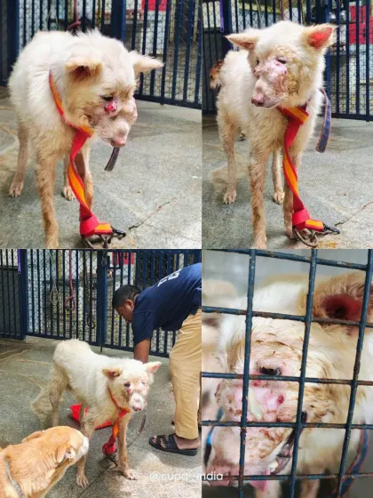 A collage showing various stages of this dog's journey with us, from his initial rescue to his interactions with our team and his recovery.