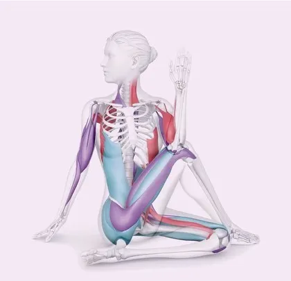 This anatomical illustration shows the muscles engaged during Ardha Matsyendrasana. Understanding the biomechanics helps to appreciate how this spinal twist benefits digestion and spinal flexibility.