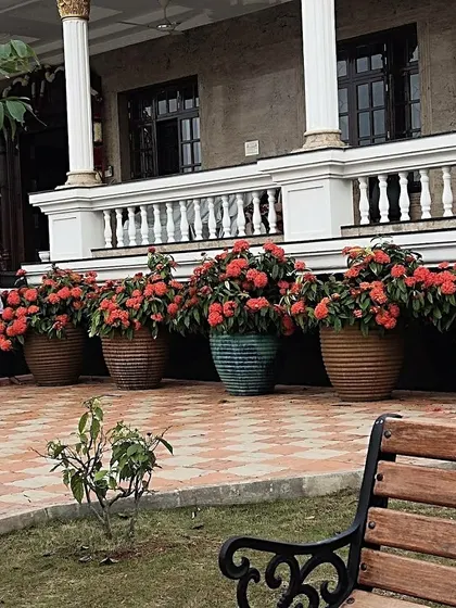 Large planters with bright red ixora flowers add a bold splash of color to this home's veranda. This container gardening approach is perfect for adding life to paved areas and defining outdoor spaces.