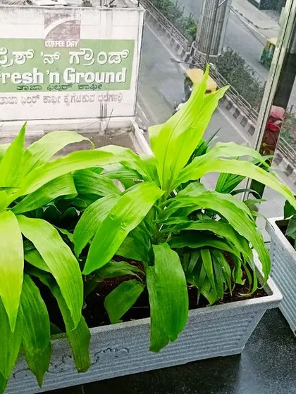 This is a duplicate of image 58. A mix of vibrant green and colorful foliage plants in elegant white planters at our Meena Regalia project. We believe even a small space can become a green haven with the right plant selection.