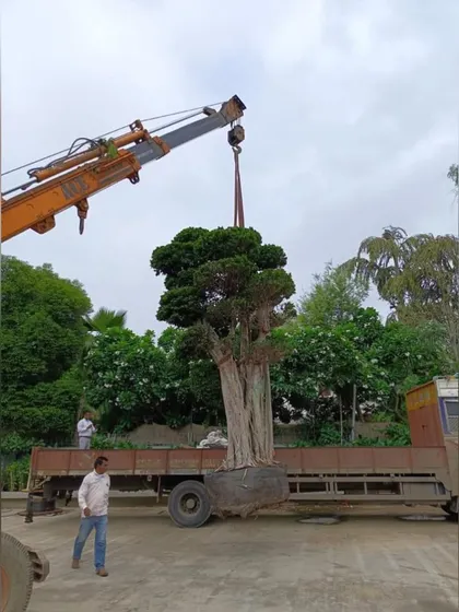 The sculpted tree arrives on site via a flatbed truck, ready to be lifted into its final position. This behind-the-scenes view highlights the complex logistical planning that underpins my large-scale projects.