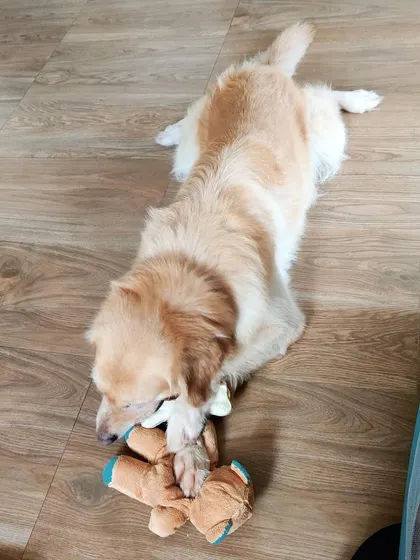 This Golden Retriever is having a great time with a teddy bear. We ensure there are plenty of soft toys for dogs who love to chew and cuddle.