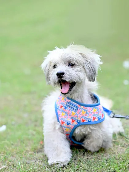 A happy portrait of the family dog during an outdoor shoot. Pets are part of the family, and I make sure they get their moment in the spotlight too.