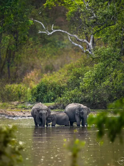 A small elephant family, including a very young calf, huddles together in the water at BRT Tiger Reserve. This is a beautiful portrait of family unity and protection.