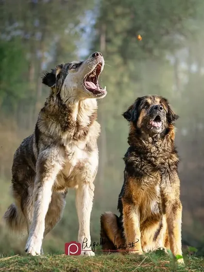 A Gaddi dog and a Bhotiya dog, catching treats in the forest. It's amazing to see these powerful working dogs have a moment of pure, simple fun.