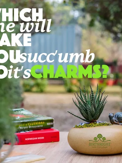 Which one will make you 'succ'umb to its charms? A playful look at our irresistible collection of unique and beautiful succulents.