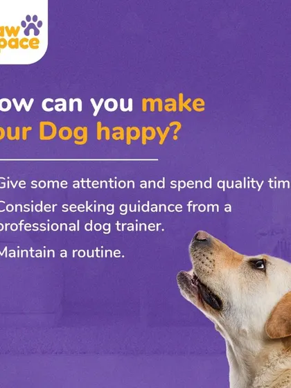 This graphic outlines the core of our philosophy: making your dog happy through attention, professional guidance, and a consistent routine. Our trainers help you implement all three for a well-balanced pet.