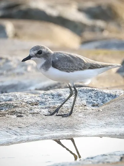 A Tibetan Sand Plover reflected in a small pool of water on the rocks. The migratory season brings many of these fascinating waders to Singapore's shores.
