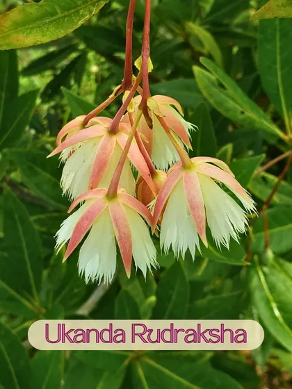 The flower of the Ukanda Rudraksha tree, which we grow in our sacred forest. These trees are considered highly spiritual in India, and their seeds are cherished for their meditative properties.