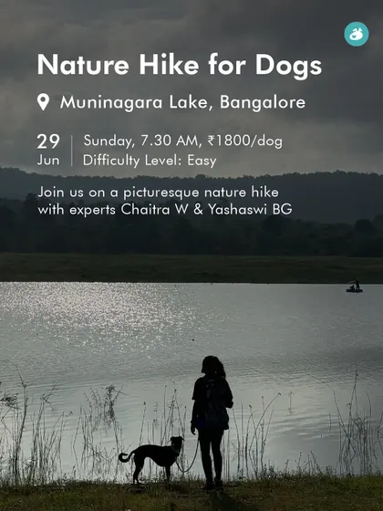 An announcement for our Nature Hike at Muninagara Lake. The silhouette of a person and their dog against the water shows the peaceful, bonding nature of our events.