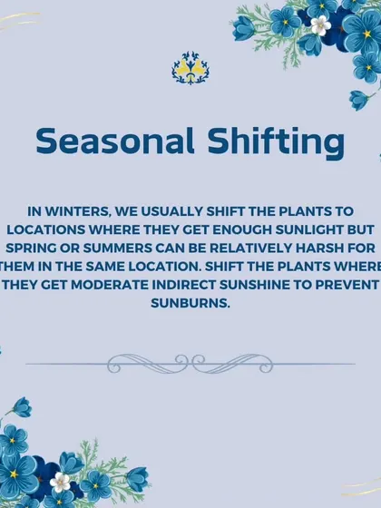 Seasonal shifting is important for potted plants. In spring and summer, we move plants that were in direct sun during winter to a spot with moderate, indirect sunshine to prevent sunburn.