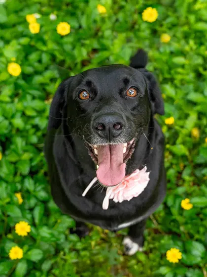 A happy black Labrador enjoying a field of yellow flowers. Outdoor sessions provide beautiful, natural settings that make for stunning portraits.