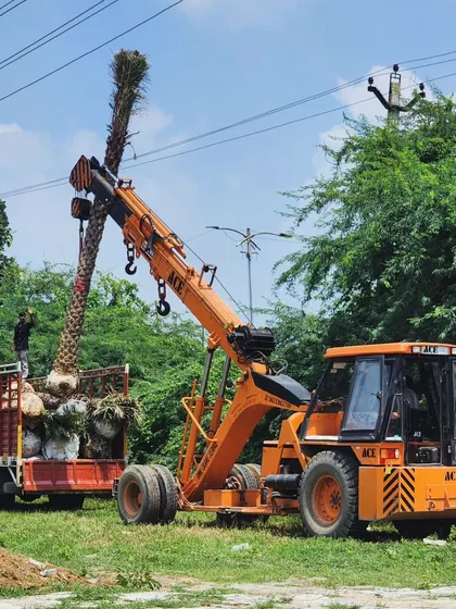 We use cranes to carefully load mature Date Palms onto trucks for delivery, ensuring the trees arrive at the project site safely.
