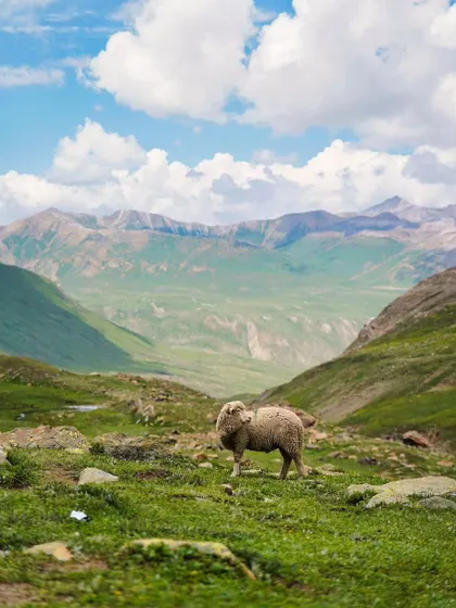 A quiet moment in the vastness of the Kashmir Great Lakes trek. This journey takes you through some of the most pristine alpine meadows and lakes in the Himalayas.