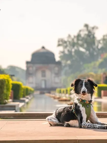 An Indie dog posing at Sunder Nursery in Delhi. The beautiful architecture and manicured gardens provide a gorgeous backdrop for a pet portrait.