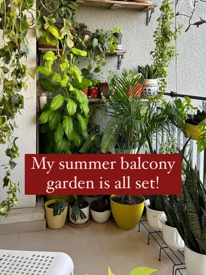 My summer balcony garden is all set. I love spending my mornings here, surrounded by greenery.