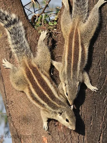 In our frenetic scramble to save the stripes of the tiger, let's not forget these endearing little stripes. The common Palm Squirrel, seen here in a playful chase, lit the first sparks of a joy for nature in many of us.