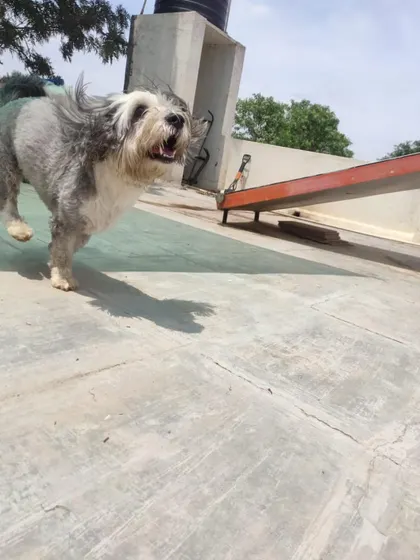 This shaggy dog is having a great time on our rooftop terrace, a space where our guests can enjoy a different view.