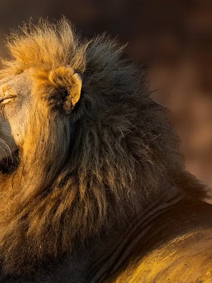 A king kissed by the sun. This lion is completely at peace, soaking in the golden light of dawn. It's a serene, almost meditative moment that captures the quiet beauty of the wild.