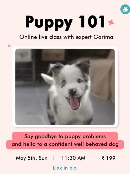 Are you struggling with common puppy problems like toilet training, biting, or socialization? My "Puppy 101" online class is designed to give you the tools and techniques to solve these issues yourself and raise a confident, happy dog.
