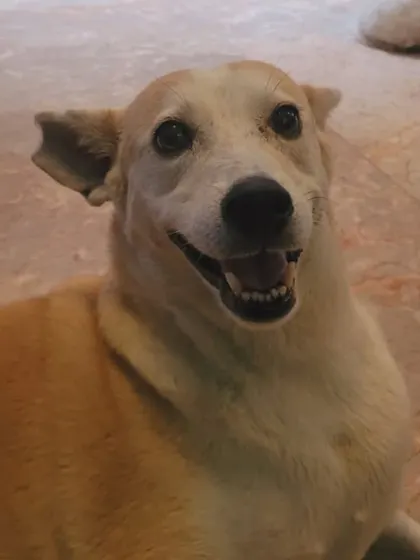 A happy smile from a happy dog. This is the result of a safe environment, good food, and lots of love.