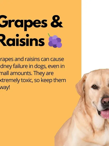Grapes and raisins are highly toxic to dogs and can cause sudden kidney failure. It's one of the most important foods to keep away from them.