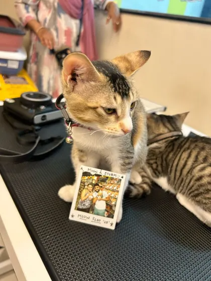 A cute tabby cat poses with a polaroid picture taken at our Meow Fest in Hyderabad, a perfect memento from a fun day.