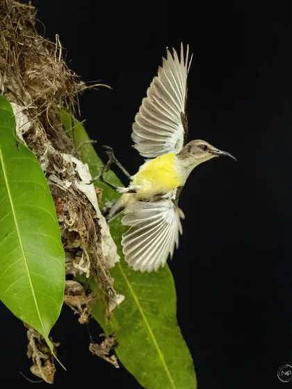 The mother sunbird takes flight from the nest, her wings spread beautifully against the dark background, ready to find the next meal.