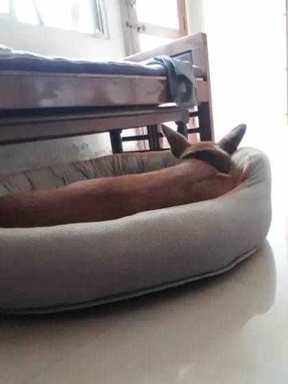 Chiku curled up in a comfy bed for a nap.